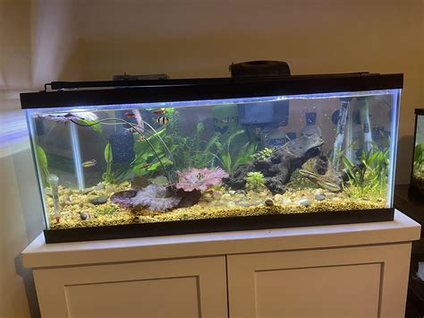 Revamp Your Kitchen Decor with a Chic 20 Gallon Aquarium on Your Counter