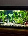 20 Gallon Fish Tank Decorations