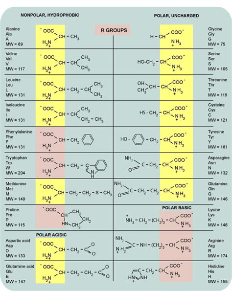 20 jenis asam amino dan strukturnya