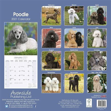 2021 Calendar Poodles USA