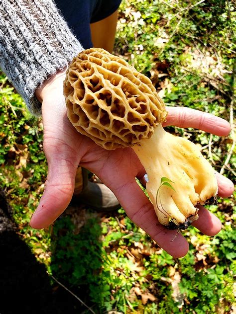 2021 morel mushroom season