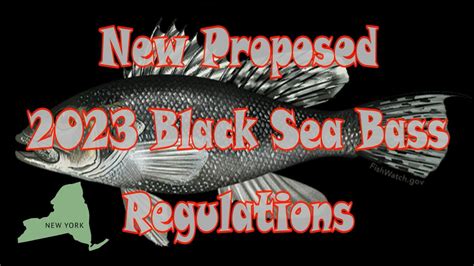 2023 maryland black sea bass regulations
