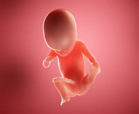 Inside Your Womb: The Amazing 21 Week Fetus Development