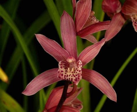 22 Cymbidium Circle