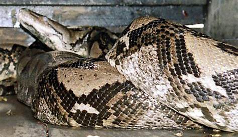 23 Foot Long Python footlong Swallows Indonesian Woman World