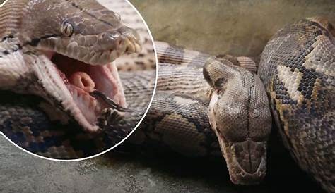 23 Foot Python Eats 54 Year Old Woman Video Emerges Of Being Removed From Giant 's