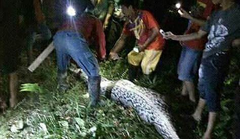 23 Foot Python Eats Man In Indonesia donesian Kills foot After It Bit His Arm
