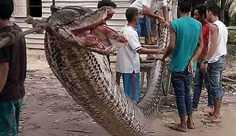 23 Foot Python Eats Woman Swallowed Whole By foot In Indonesia The