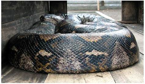 Missing Indonesian Man Found Dead Inside A 23Ft. Python