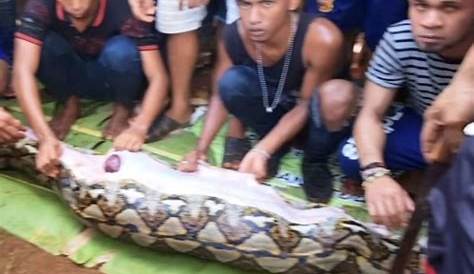 23footlong python swallows Indonesian woman