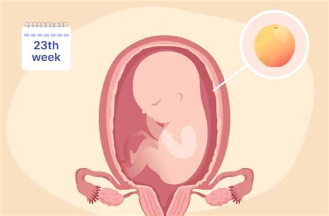 What Does a 23 Week Fetus Look Like: Developmental Milestones and Size Explained