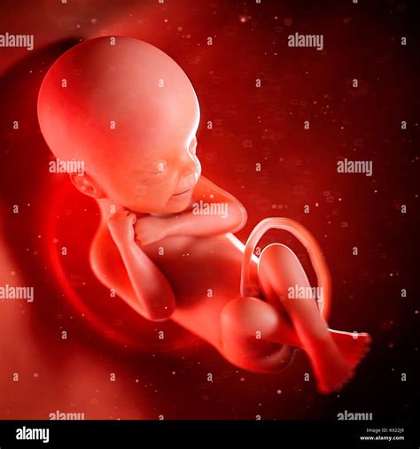 What Does a 24 Week Fetus Look Like: Developmental Milestones and Mom's Body Changes