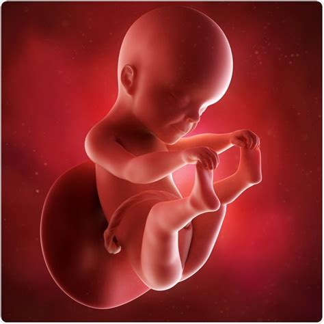 What Does a 25 Week Fetus Look Like? Developmental Milestones and Growth Insights