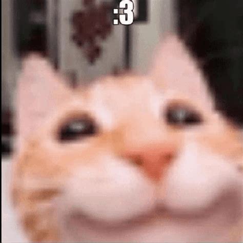 28 3 Cat Meme