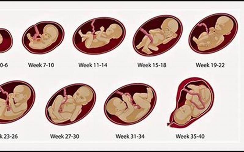 29 Weeks Baby Development Milestones