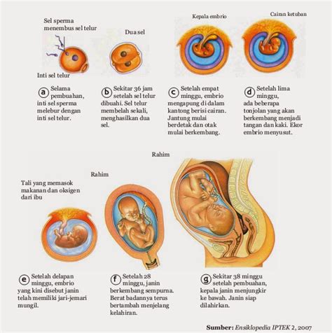3 Tahapan Perkembangan Embrio Manusia
