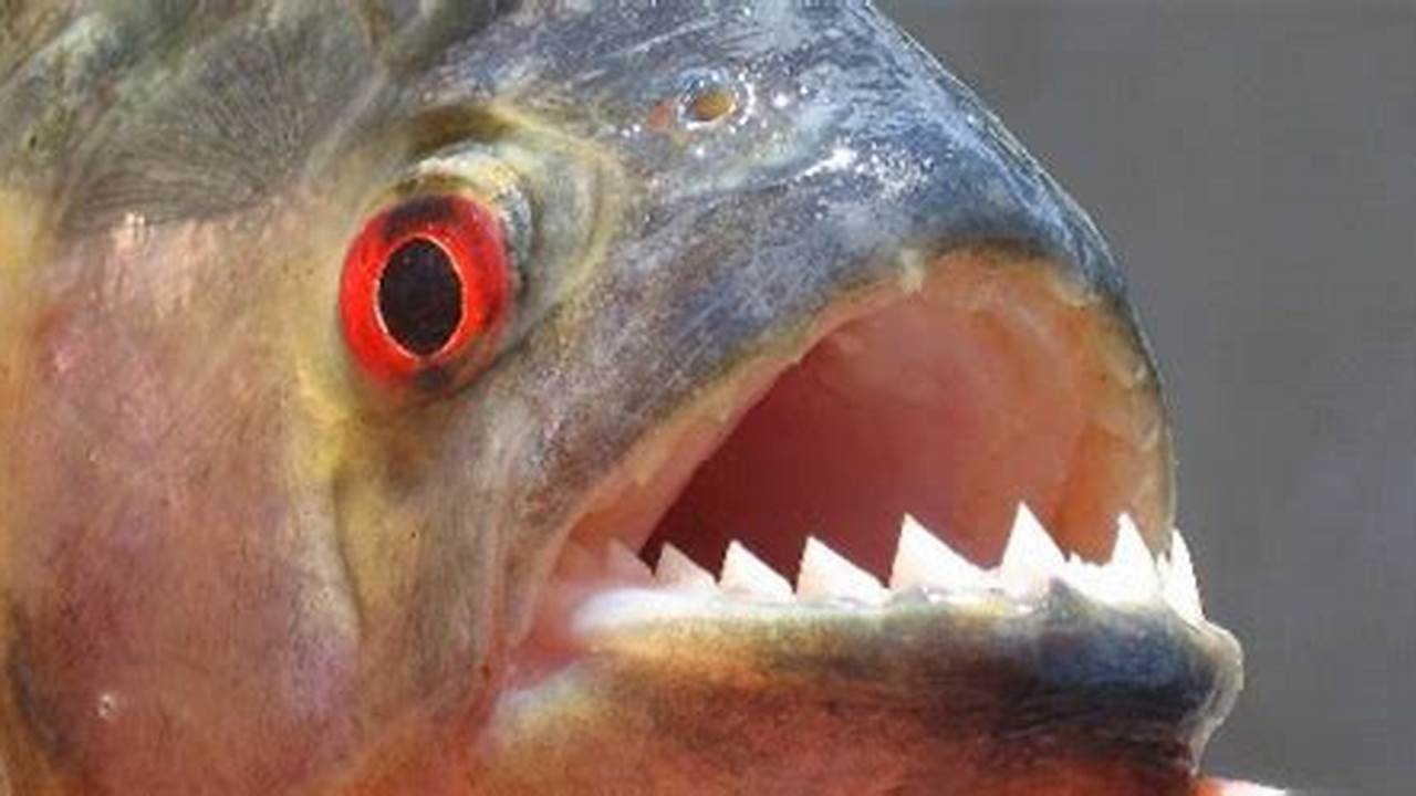 3 Jenis Ikan Predator Malam Hari yang Akan Membuatmu Tercengang