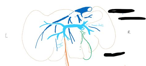 3 . Use vena portae efficiently