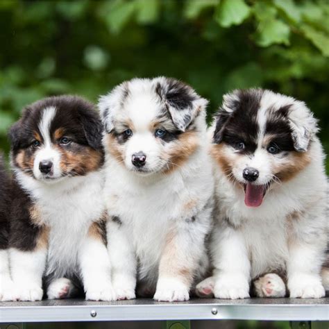 3 Cute Dogs