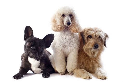 3 Different Dog Breeds