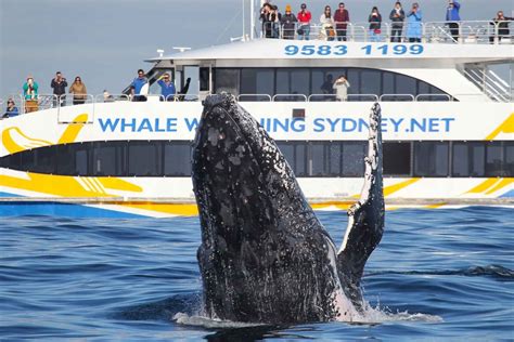 3 Hour Whale Watching Tour