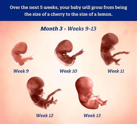 The Incredible Journey of the Tiny Miracle: A Fascinating Look into the Development of a 3 Month Old Fetus