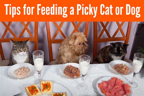 3 Tips For Picky Pets!