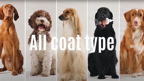 3 Types Of Dog Coat