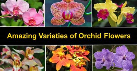3 Types Of Orchids