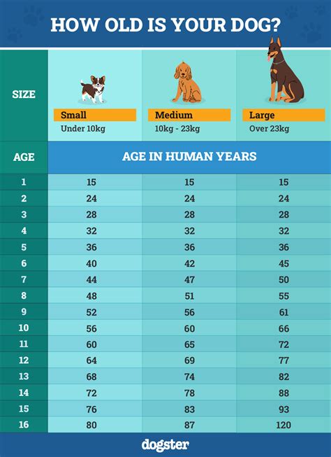 3 Yrs In Dog Years