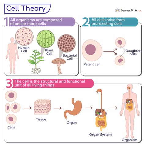 3 examples of the cell theory