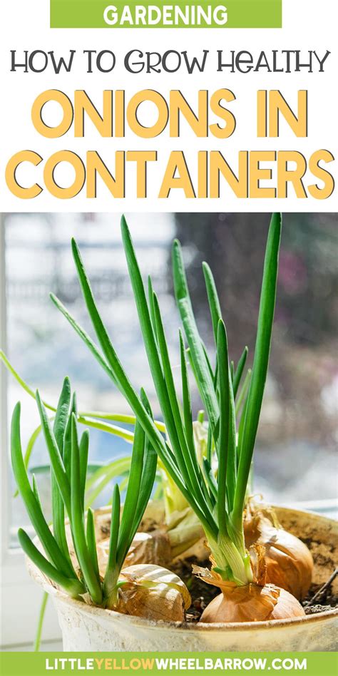 3 expert tips for growing onions in containers