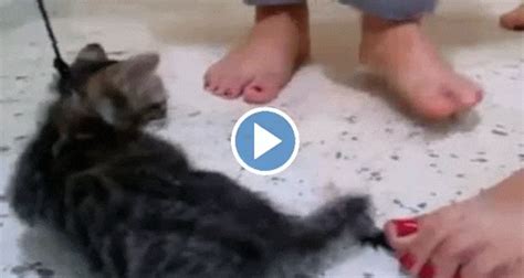 3 Girls And A Kitten: An Unforgettable Story Of Love And Friendship