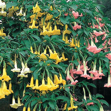 3 in 1 angel trumpet plants for sale