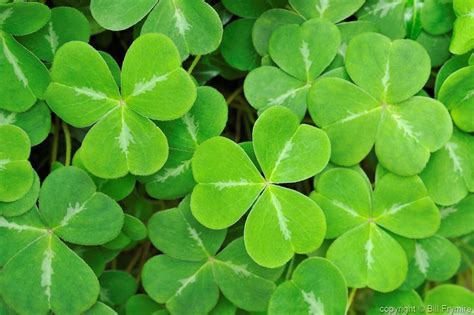 3 Leaf Clover