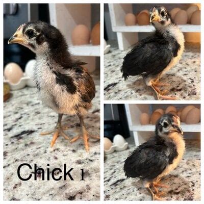 3 Week Black Australorp Chicks