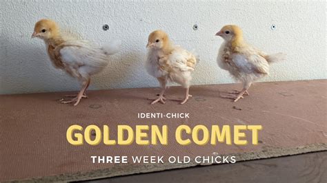 3 Week Old Golden Comet