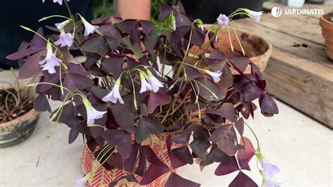 3. Oxalis triangularis