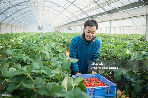 3. Strawberry farmer