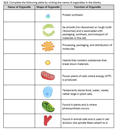 30 Function Of The Organelles Worksheet