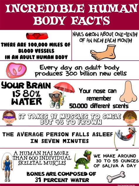 30 Human Body fact For pull the leg of