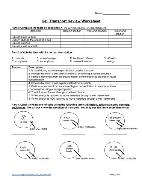 30 Transport In Cells Worksheet Answers | Education Template
