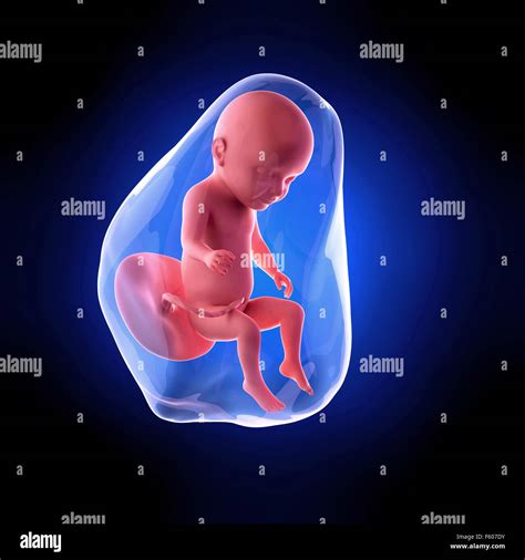 31 Week Fetus Development: What to Expect Now