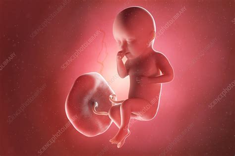 What Does a 34 Week Fetus Look Like Inside?
