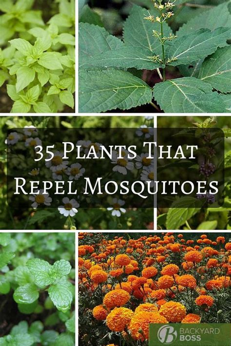 Repel Mosquitoes Naturally With These 5 Plants Healthy Holistic Living