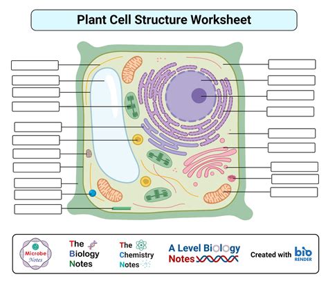 36 Draw And Label The Plant Cell - Labels 2021