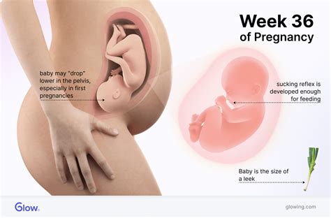 What to Expect at 36 Weeks Pregnant: Symptoms, Baby Development, and To-Do's
