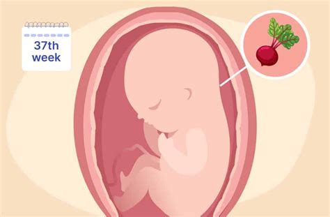 What to Expect at 37 Weeks Gestation Pregnancy Guide