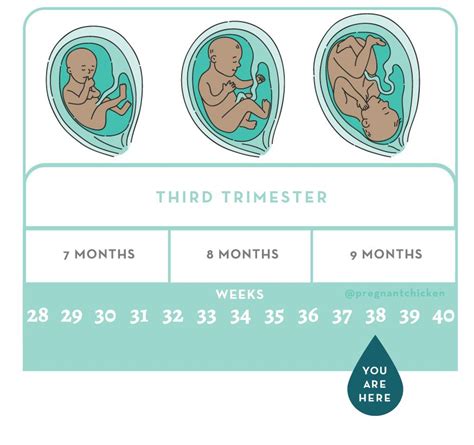 Unlocking the Mysteries of Pregnancy: The Ultimate Guide to Understanding How Many Months 38 Weeks Equals!