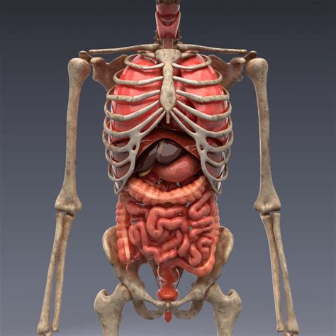 Human Male Internal Organs 3D Model MAX OBJ 3DS FBX LWO LW